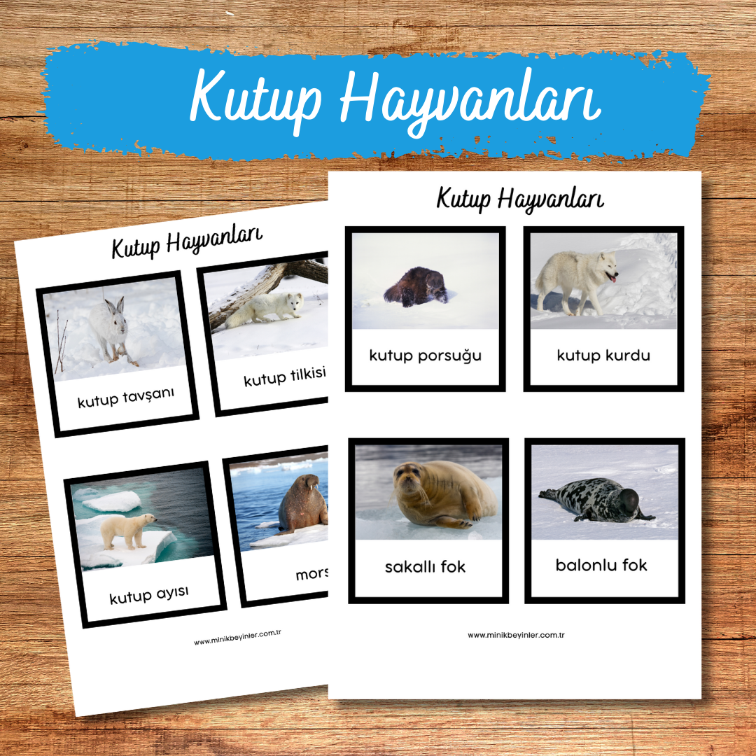 KUTUP HAYVANLARI – FLASHKARTLAR